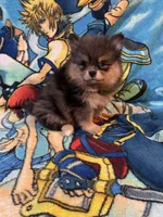 Nina, a female Pomeranian for sale in Stockton, CA – 3 of 4