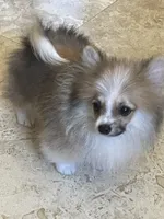Brako, a male Pomeranian for sale in Stockton, CA – 3 of 5