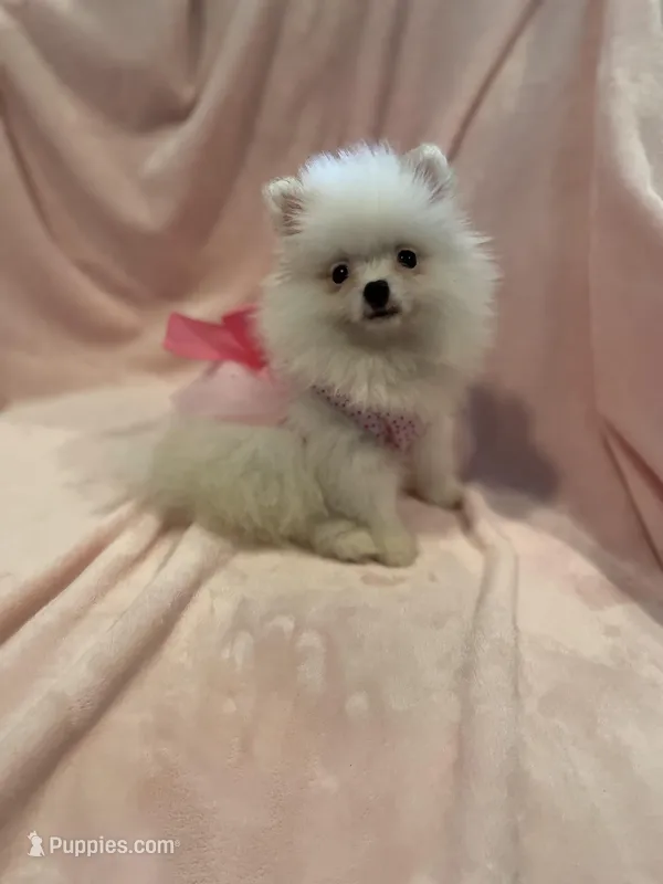 Sophy  – Pomeranian puppy for sale in Stockton, CA