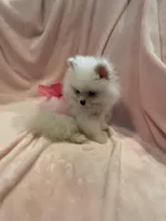 Sophy , a female Pomeranian for sale in Stockton, CA – Photo 4 of 7