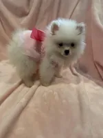 Sophy , a female Pomeranian for sale in Stockton, CA – Photo 2 of 7