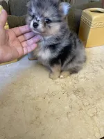 Luna, a female Pomeranian for sale in Stockton, CA – 6 of 8