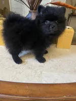 Bear , a male Pomeranian for sale in Stockton, CA – 6 of 6