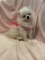 Sophy , a female Pomeranian for sale in Stockton, CA – Photo 3 of 5