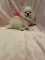 Sophy , a female Pomeranian for sale in Stockton, CA – Photo 4 of 5