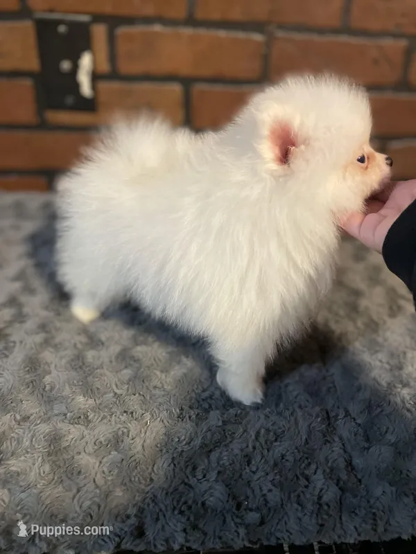 Sophy  – Pomeranian puppy for sale in Stockton, CA