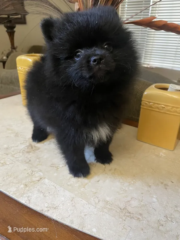 Bear , a male Pomeranian for sale in Stockton, CA – 1 of 7