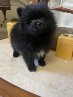 Bear , a male Pomeranian for sale in Stockton, CA – 1 of 7