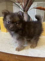 Choco, a male Pomeranian for sale in Stockton, CA – 5 of 5