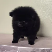 Lini, a female Pomeranian for sale in Stockton, CA – 4 of 4
