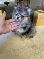 Luna, a female Pomeranian for sale in Stockton, CA – 1 of 8