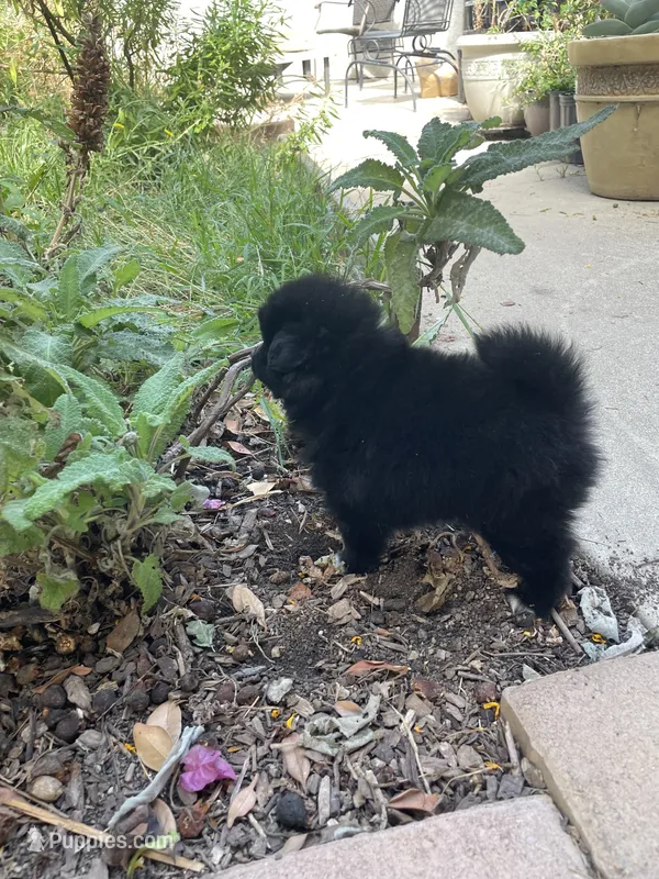 Oreo – Pomeranian puppy for sale in Stockton, CA