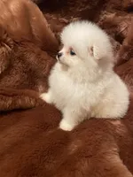 Luna, a female Pomeranian for sale in Stockton, CA – Photo 5 of 5