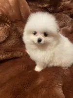 Luna, a female Pomeranian for sale in Stockton, CA – Photo 3 of 5