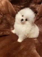 Luna, a female Pomeranian for sale in Stockton, CA – Photo 4 of 5