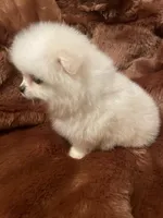 Luna, a female Pomeranian for sale in Stockton, CA – Photo 2 of 5