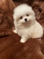 Luna, a female Pomeranian for sale in Stockton, CA – Photo 1 of 5