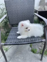 Nemo, a male Pomeranian for sale in Stockton, CA – Photo 5 of 7