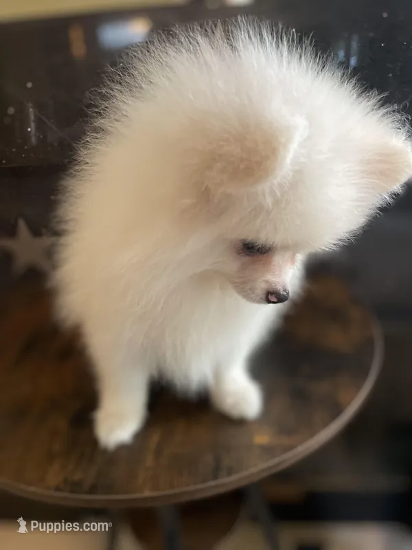 Nemo – Pomeranian puppy for sale in Stockton, CA