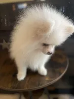 Nemo, a male Pomeranian for sale in Stockton, CA – Photo 1 of 7