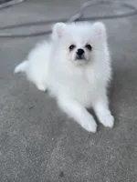 Nemo, a male Pomeranian for sale in Stockton, CA – Photo 2 of 7