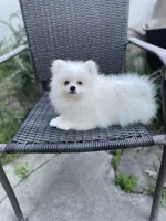 Nemo, a male Pomeranian for sale in Stockton, CA – Photo 3 of 7
