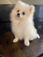 Nemo, a male Pomeranian for sale in Stockton, CA – Photo 7 of 7