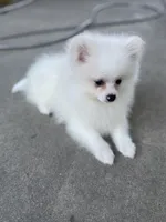 Nemo, a male Pomeranian for sale in Stockton, CA – Photo 6 of 7