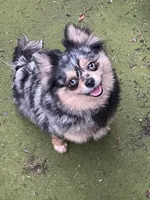 Bluy, a female Pomeranian for sale in Stockton, CA – Photo 6 of 6