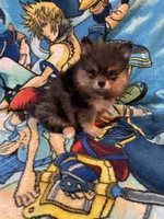 Bluy, a female Pomeranian for sale in Stockton, CA – Photo 4 of 6