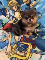 Bluy, a female Pomeranian for sale in Stockton, CA – Photo 3 of 6