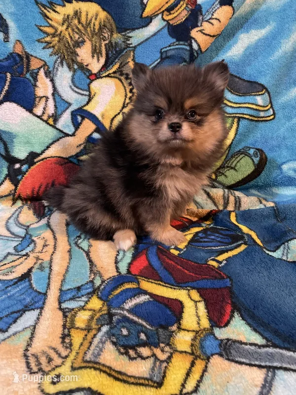 Bluy – Pomeranian puppy for sale in Stockton, CA