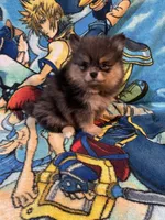Bluy, a female Pomeranian for sale in Stockton, CA – Photo 2 of 6