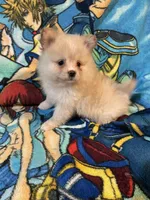 Estrella , a female Pomeranian for sale in Stockton, CA – 4 of 6