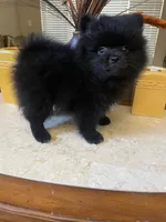 Bear , a male Pomeranian for sale in Stockton, CA – 2 of 6