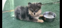 Merluna, a female Pomeranian for sale in Stockton, CA – 3 of 7