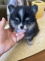 Gio, a male Pomeranian for sale in Stockton, CA – 3 of 3