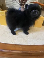 Bear , a male Pomeranian for sale in Stockton, CA – 2 of 7