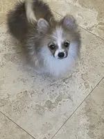 Brako, a male Pomeranian for sale in Stockton, CA – 4 of 5