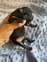Nala, a female Pomeranian for sale in Stockton, CA – 3 of 3