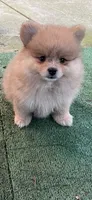 Nala, a female Pomeranian for sale in Stockton, CA – 5 of 8