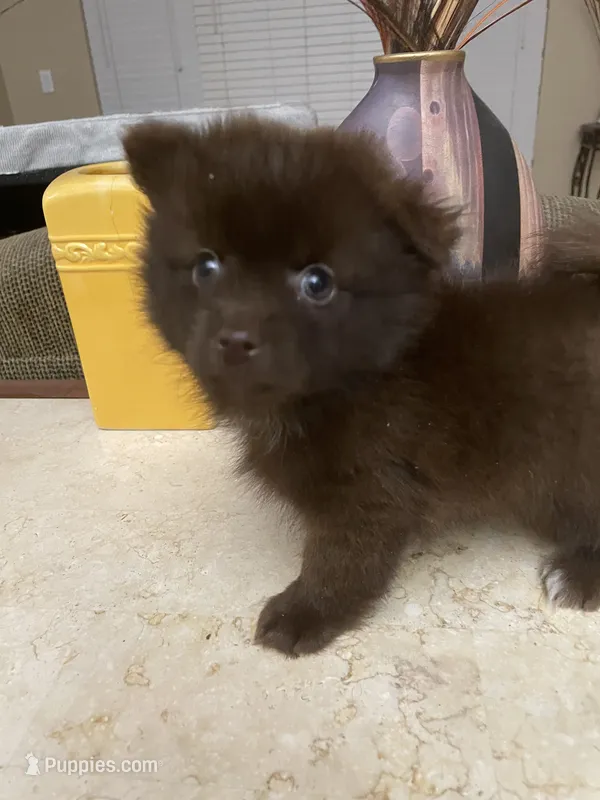 Cloe – Pomeranian puppy for sale in Stockton, CA
