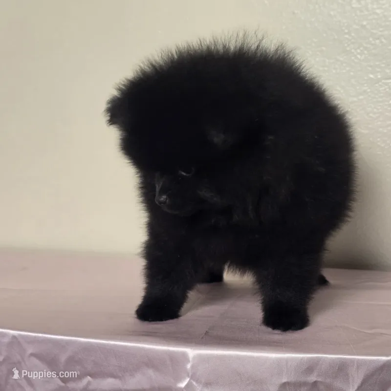 Lini – Pomeranian puppy for sale in Stockton, CA