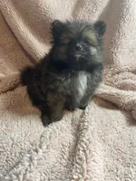 Nimo, a male Pomeranian for sale in Stockton, CA – 6 of 7