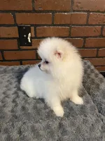 Luna, a female Pomeranian for sale in Stockton, CA – Photo 6 of 6