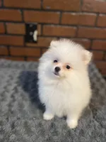 Luna, a female Pomeranian for sale in Stockton, CA – Photo 2 of 6