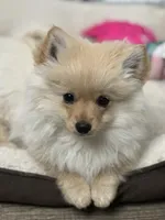 Noa, a male Pomeranian for sale in Stockton, CA – Photo 2 of 3