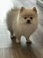 Noa, a male Pomeranian for sale in Stockton, CA – Photo 1 of 3