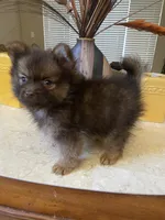 Choco, a male Pomeranian for sale in Stockton, CA – 3 of 5