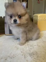Kimo, a male Pomeranian for sale in Stockton, CA – 4 of 6